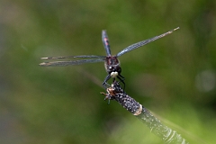 David Plant Photography - Wildlife Photography - White-faced darter - J